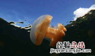 海蜇怎么处理才能吃 新鲜海蜇处理工序