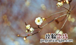 立春美好的句子 关于立春的句子