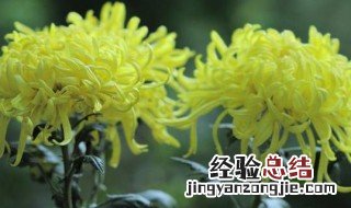 赏菊花是什么节日的风俗 赏菊花的节日介绍