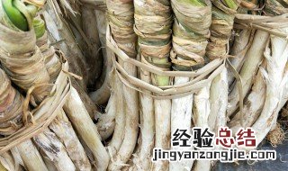 干葱是什么 干葱介绍
