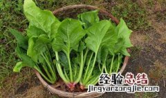 菠菜怎么储存时间长 储存菠菜的方法介绍