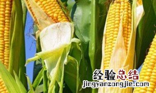 玉米棒怎么储存能保鲜 玉米棒怎么存放才能保持时间长