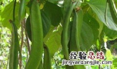 刀豆如何挑选 刀豆选购教程