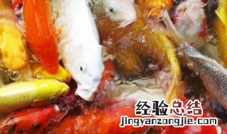 我们该怎么挑选鲤鱼 如何挑选鲤鱼