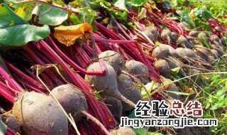 如何挑选甜菜根 挑选甜菜根方法