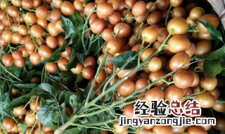 如何挑选黄皮果 怎样挑选黄皮果