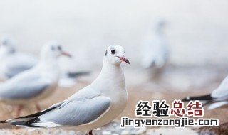 鸽子哨怎么带 鸽子哨怎么戴