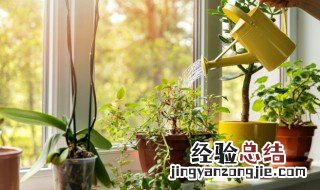 茉莉花怎么种植方法 茉莉花怎么种植