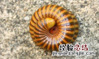 千足虫如何做标本 千足虫浸制标本制作方法步骤