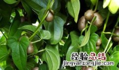 山药豆是什么 山药豆的介绍