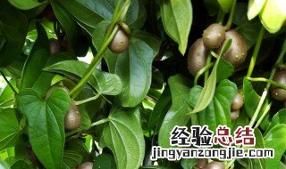 山药豆是什么 山药豆的介绍
