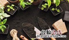 网纹草种植日记 网纹草怎么种植