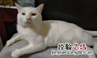 rua猫是什么梗