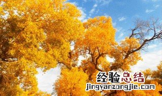 胡杨林分布在什么地方啊 胡杨林分布在什么地方啊