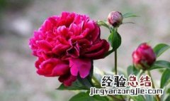 芍药花怎么保鲜 保存芍药花的方法介绍