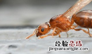 飞蚁飞进家里怎么办 飞蚁飞进家里该怎么办