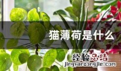 猫薄荷是什么植物 猫薄荷植物的介绍