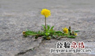 刺儿菜和蒲公英的区别是什么 关于刺儿菜和蒲公英的区别