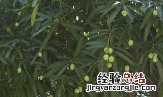 扁桃树和芒果树的区别是什么 扁桃树和芒果树的介绍