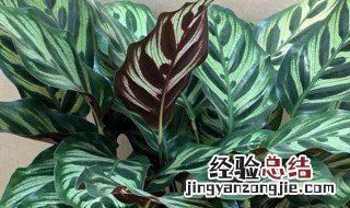 孔雀竹芋在家居中的作用 孔雀竹芋在家居中的作用是什么