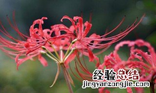 彼岸花的养殖方法 彼岸花的养殖方法简单介绍