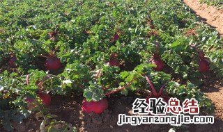 红萝卜怎样种植技术 大红萝卜的种植技术