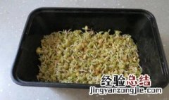 扁豆怎么样快速出苗 扁豆种植几天能出苗