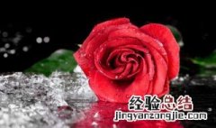 玫瑰花怎么养开花多 玫瑰花怎么养开花多一些