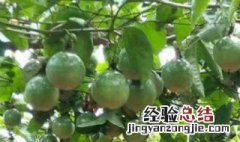 百香果高效种植技术讲解 盆栽百香果种植技术与管理