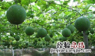 瓜蒌种植 瓜蒌怎么种