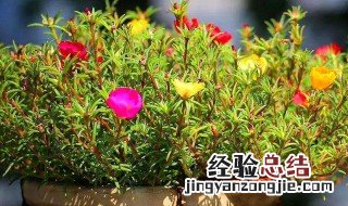 太阳花施什么肥 太阳花怎么养护