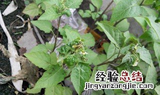 臭花菜煮水功效与作用 有这些功效与作用