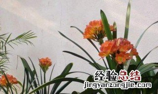 垂笑君子兰怎么不开花 垂笑君子兰吧