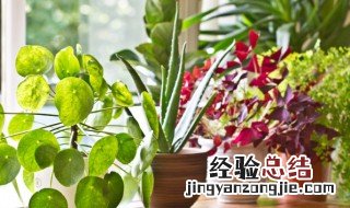 风车草怎么养长得快 风车草怎么养长得快些