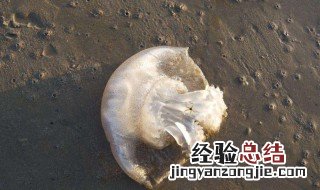 怎么处理生海蜇 活海蜇怎么处理