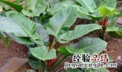 喜林芋的养殖方法 喜林芋的养殖方法简单介绍