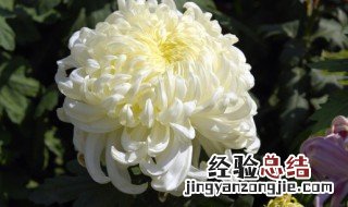 菊花寓意什么意思 菊花寓意是什么