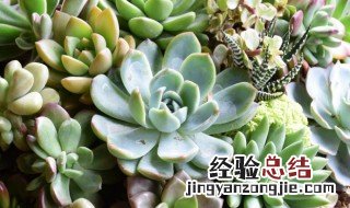 多肉植物玉蝶怎么养护和管理 多肉植物玉蝶怎么养