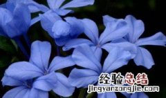 蓝雪花春天养护技巧 蓝雪花春天怎么养护