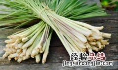 香茅是什么 香茅的介绍