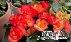 客厅最忌讳三种花 丽格海棠一年开几次花