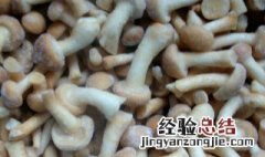 滑子菇是什么 滑子菇资料是什么