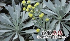 芙蓉菊在家居中的作用 芙蓉菊在家居中的作用是什么