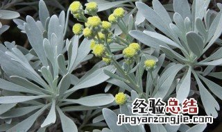 芙蓉菊在家居中的作用 芙蓉菊在家居中的作用是什么