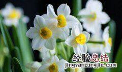 怎么种植洋水仙 洋水仙盆栽怎样培植