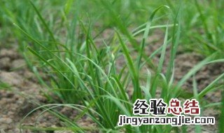 韭菜定植夏季如何管理 夏季韭菜种植管理注意事项