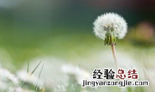 蒲公英如何种植 种植蒲公英