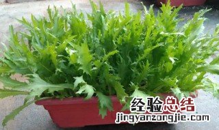 苦菊怎么种 苦菊怎么种植和管理