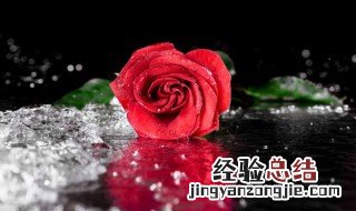 玫瑰花怎么养才能枝叶茂盛 玫瑰花怎么养可以花繁叶茂