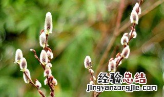 银柳怎么科学的养护管理 银柳怎样养可以成活多年